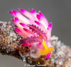 Pinky!!! by George Touliatos 